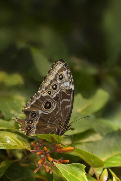 Tennessee, Chattanooga Giant owl butterfly